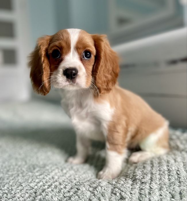 Cavalier king charles spaniel/samiec