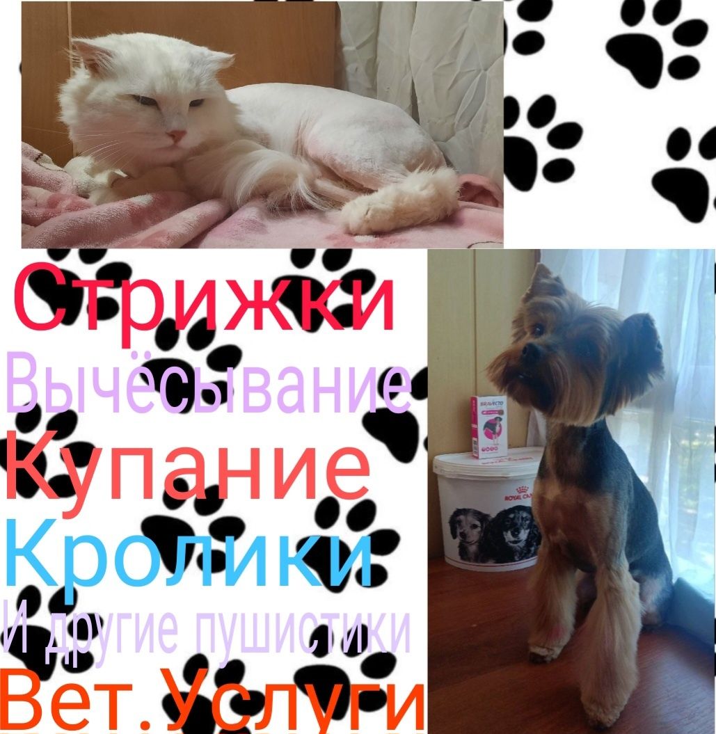 Грумер.стрижка животных.кроликов.груминг.услуги для животных вычёсыван