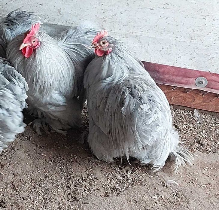 Sprzedam kochinki pary