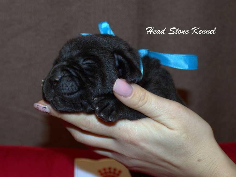 КСУ-FCI Питомник Щенки лабрадора ретривера