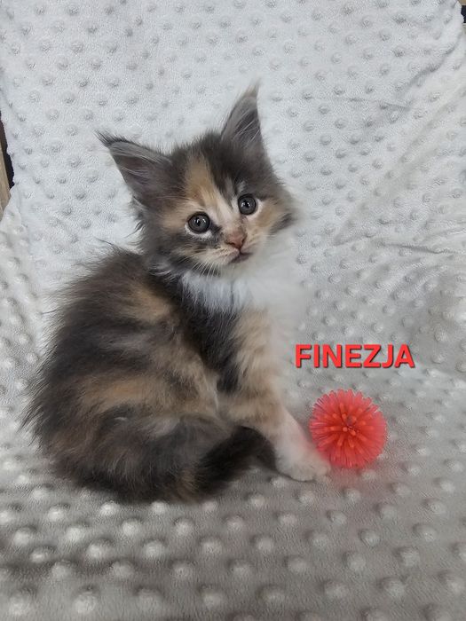 Cudowne Maine Coon do odbioru przed Świętami