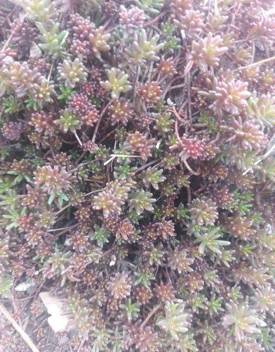 Очиток  многолетник, почвопокровный, ясколка