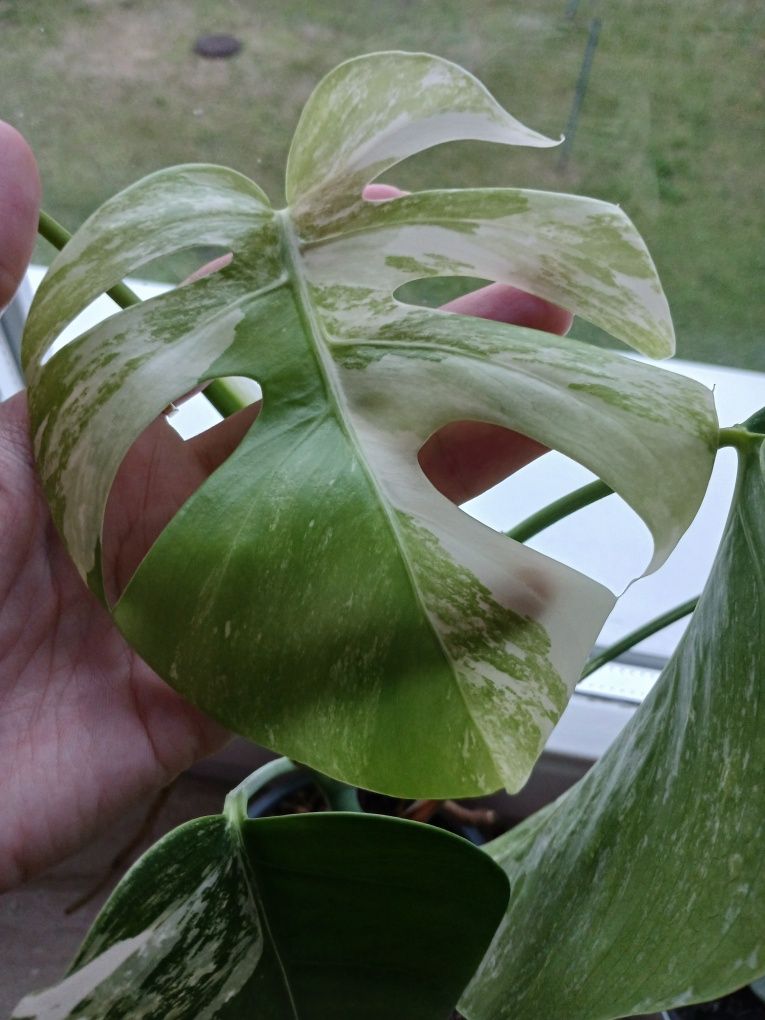 Monstera dziurawa variegata kolekcjonerska