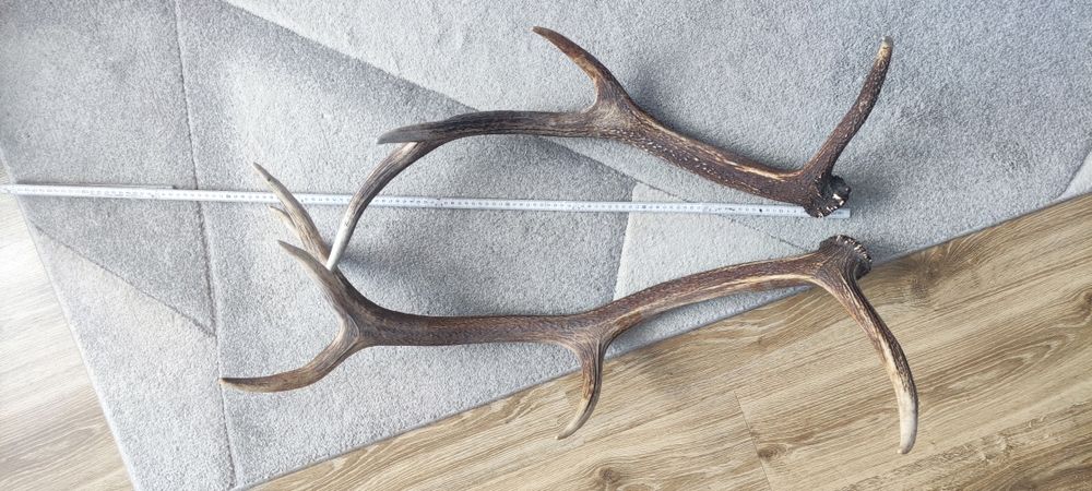 Poroże Jelenia 2 sztuki