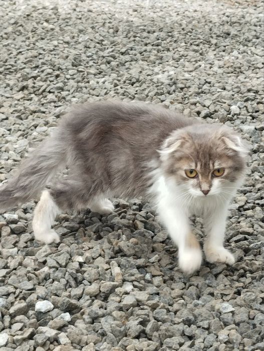 продам клаповухую кошку привита от блох и глистов