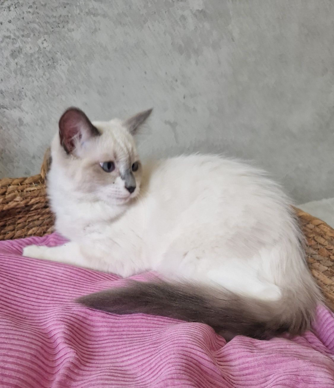 Śliczna kotka ragdoll