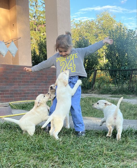 Продаж лабрадорів