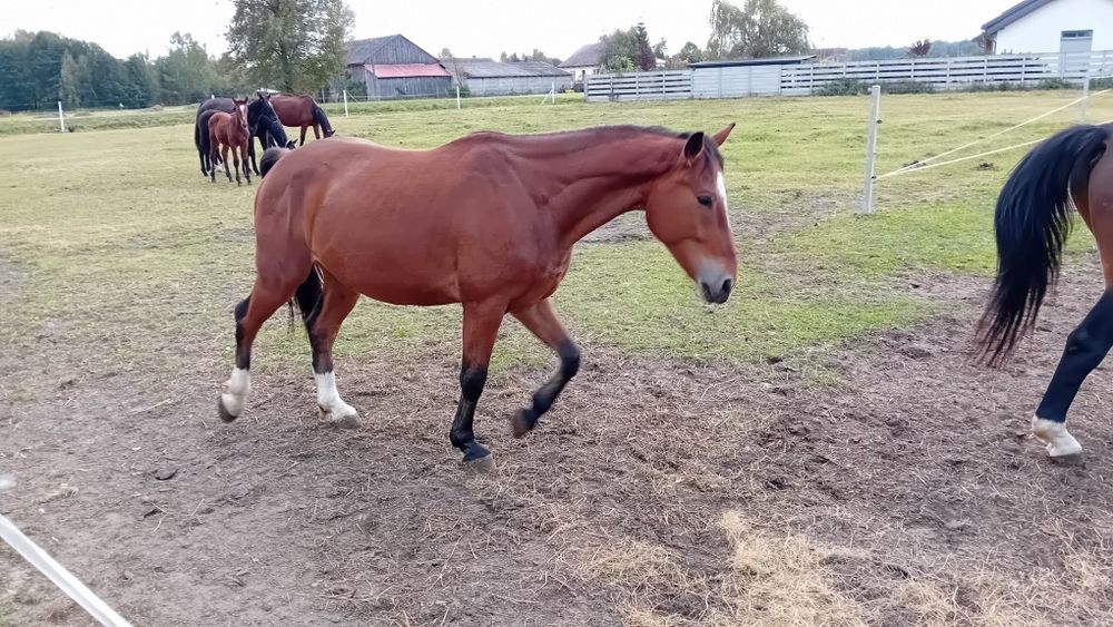 Wałach ślaski B-Eldorado