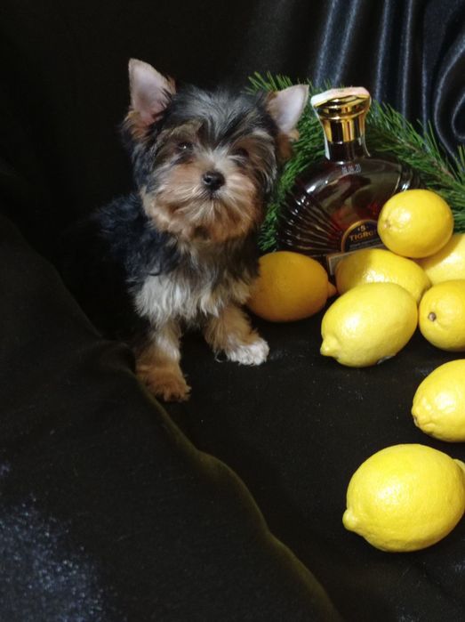 Дівчатка йорка 3міс