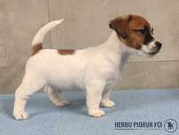 Jack Russell Terrier ZKwP,FCI - Szczenię gładkowłose | Champion Polski