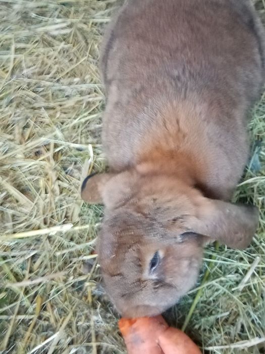 Króliki mieszańce nowozelandzki czerwony x baran francuski