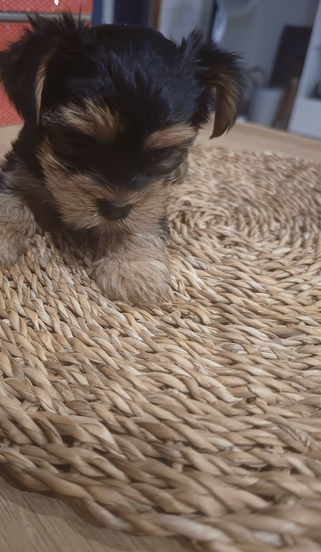 Śliczna sunia york terrier