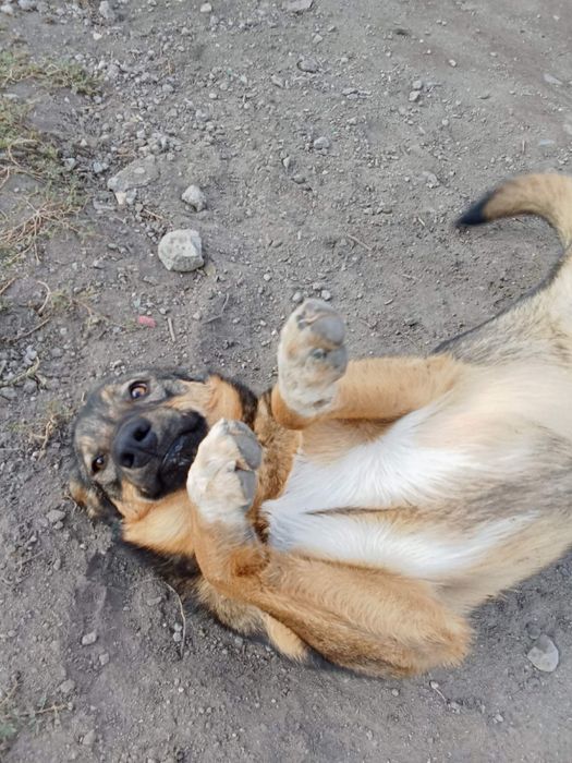 Отдам в хорошие руки собачку