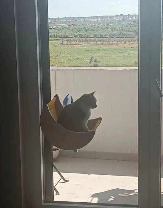 Гамак для котов Гамак на окно на присосках Лежанка для котов Лежанка
