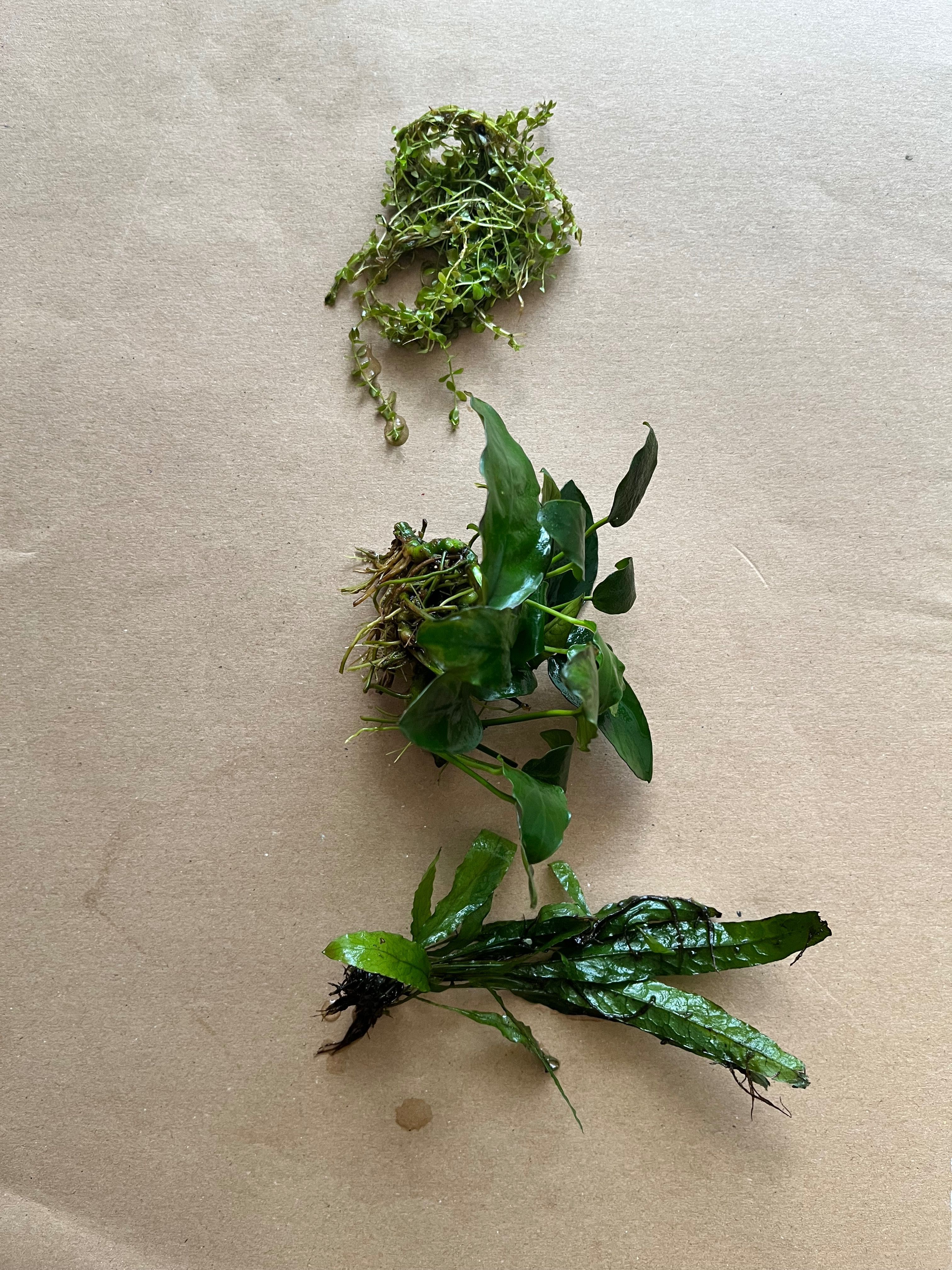 Microsorium pteropus, anubias barteri i Micranthemum monte carlo.