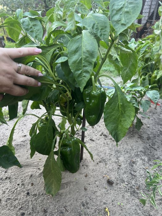 Продам дачу ст.Лесная Поляна