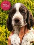 Springer spaniel angielski - piesek ZKwP