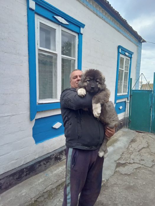 Щенок кавказкой овчарки 3 мес
