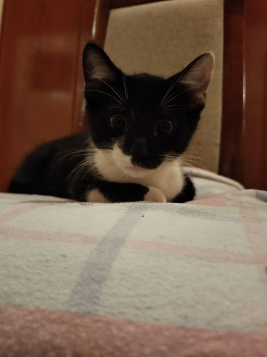 Cudowny kocórek Vakie (Fałki )