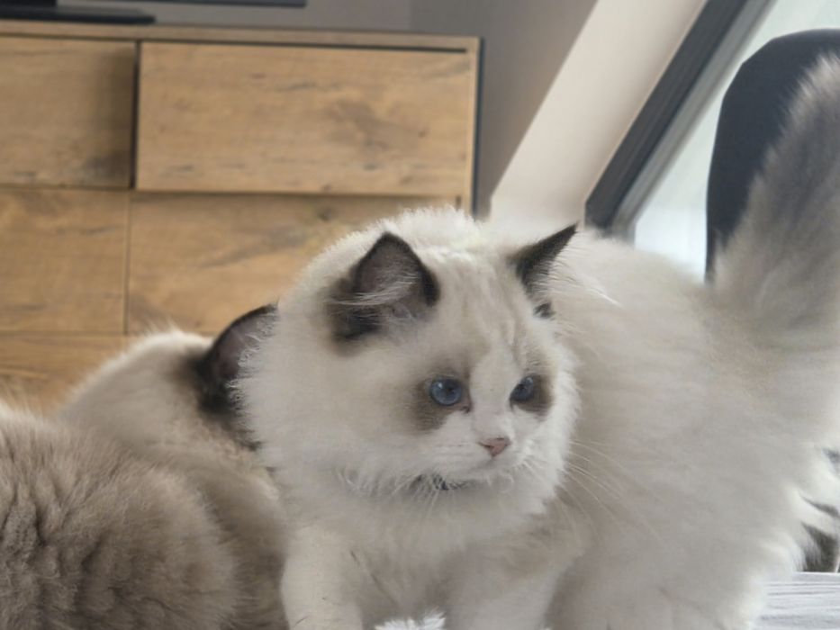Kotka RAGDOLL z rodowodem FPL