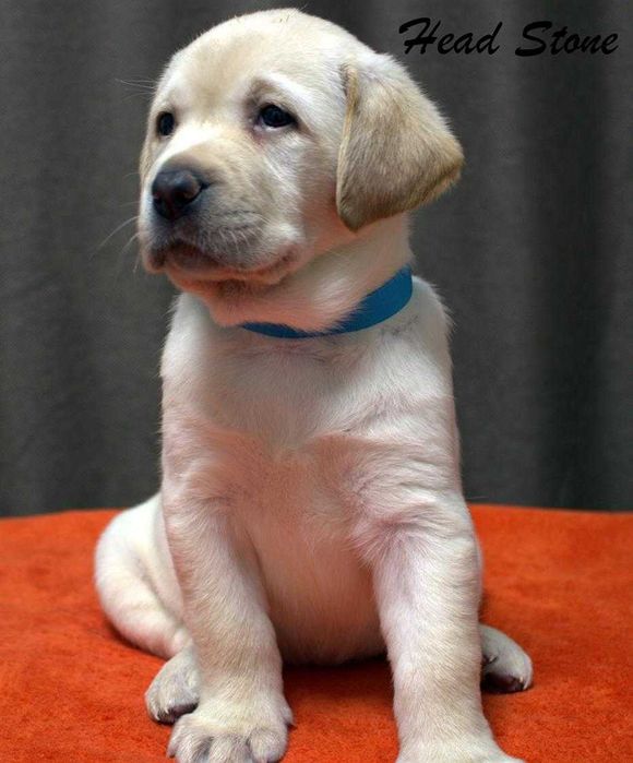 Лабрадор ретривер, Щастье в ваш дом.