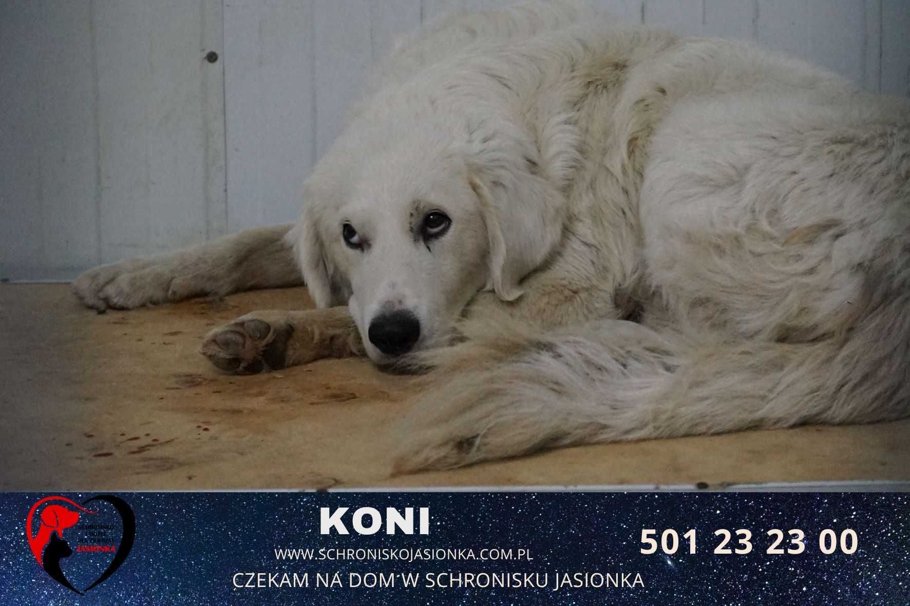 Koni- schronisko Jasionka