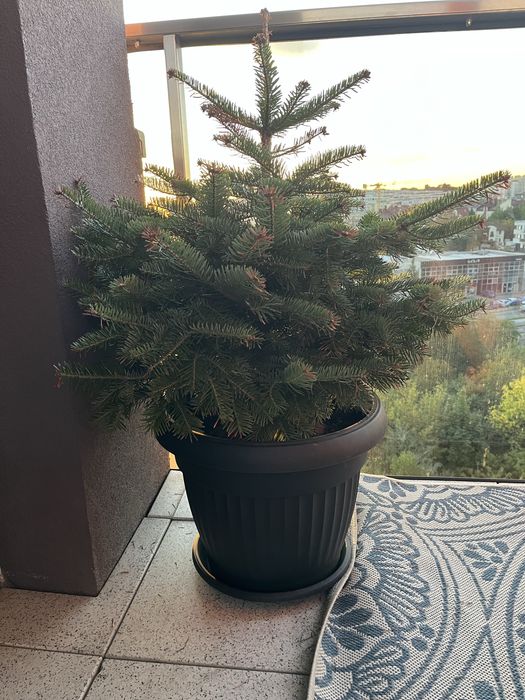 Choinka żywa w doniczce