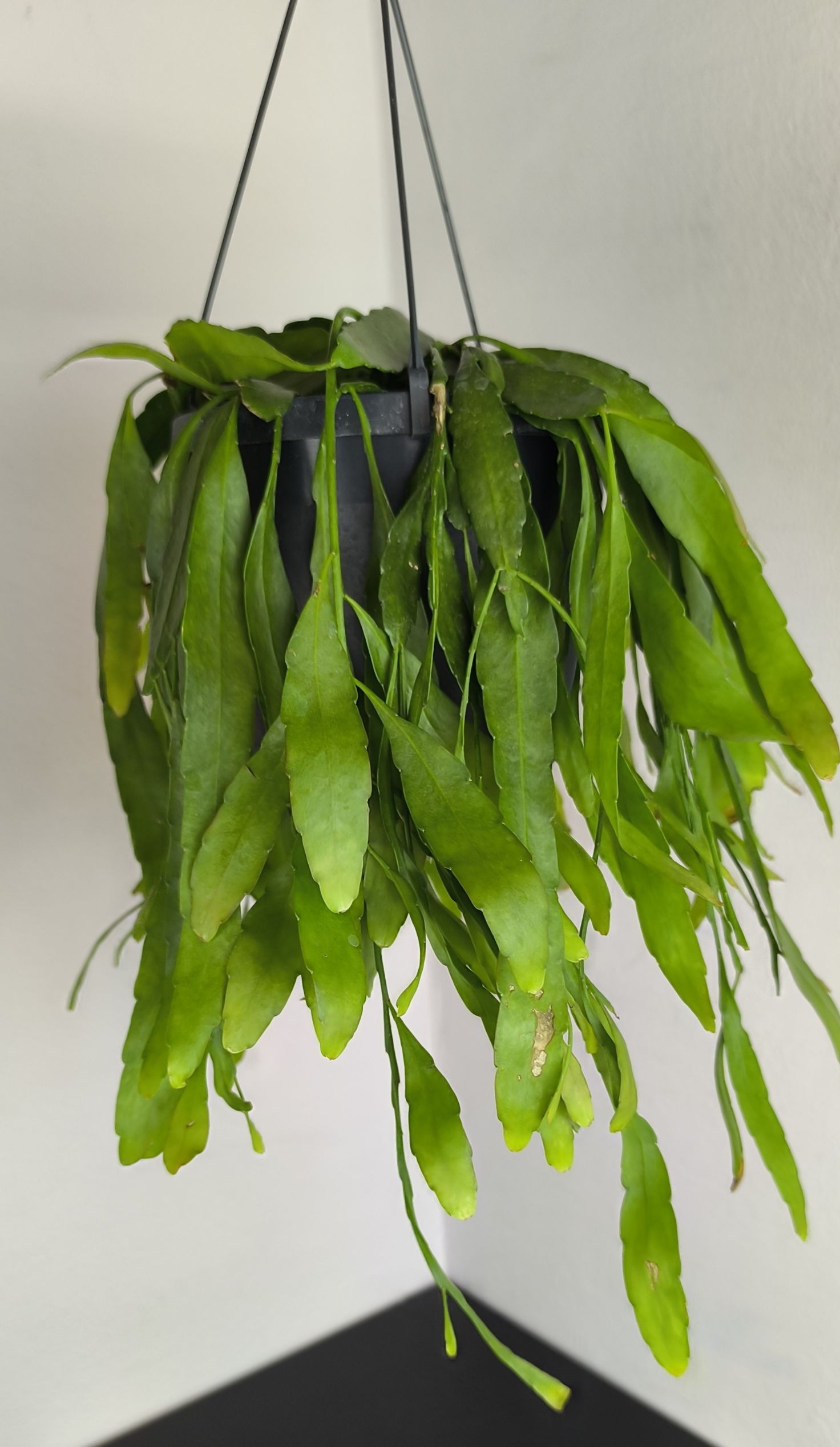 Pseudorhipsalis ramulosa Red Coral