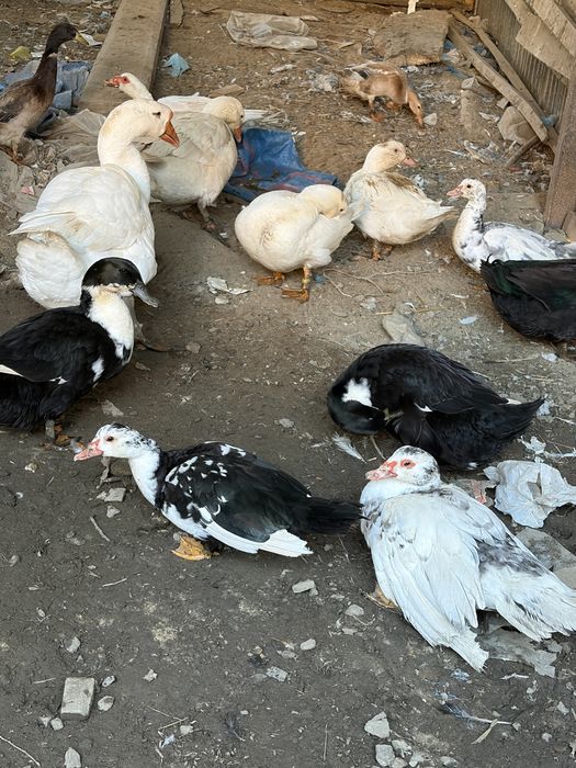 Sprzedam kaczki gesi króli