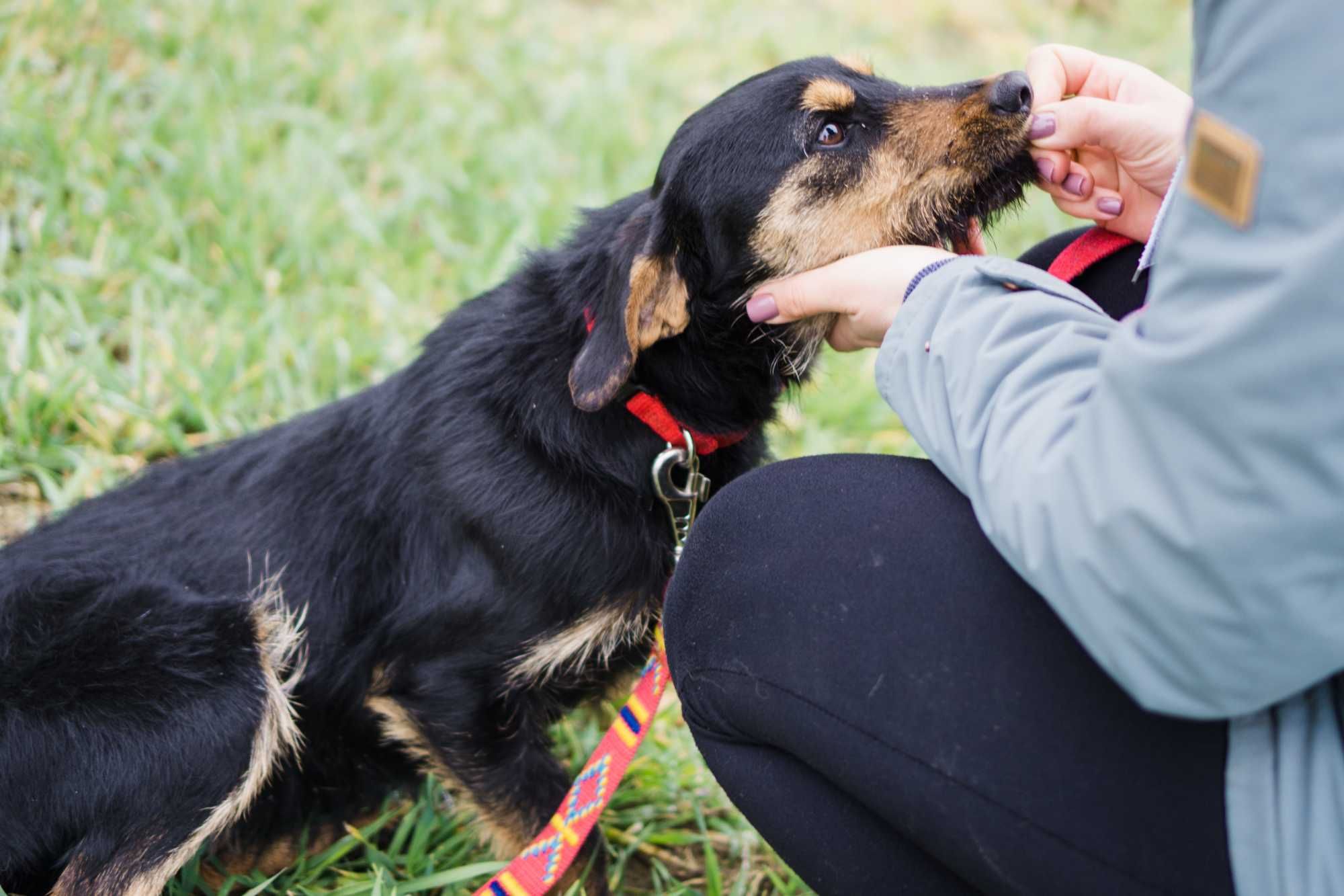 Roczna Hermina do adopcji!