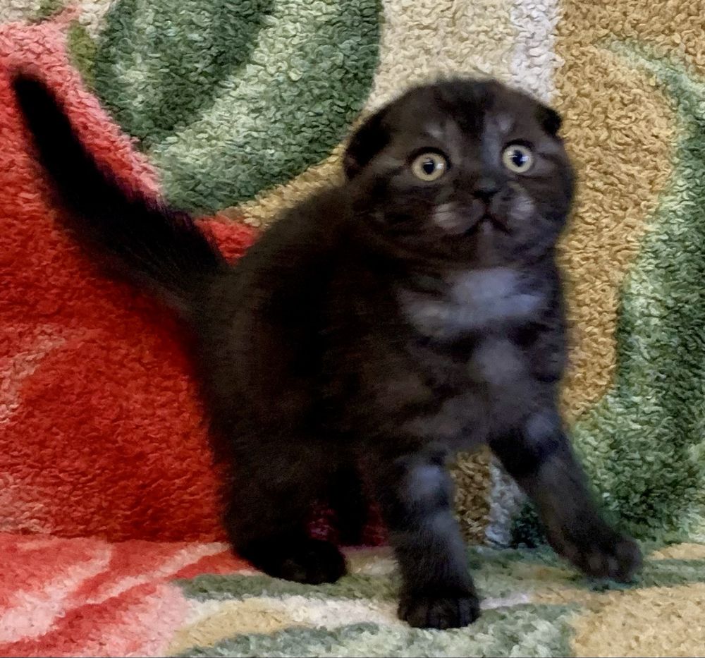 Шотландский дым фолд котик