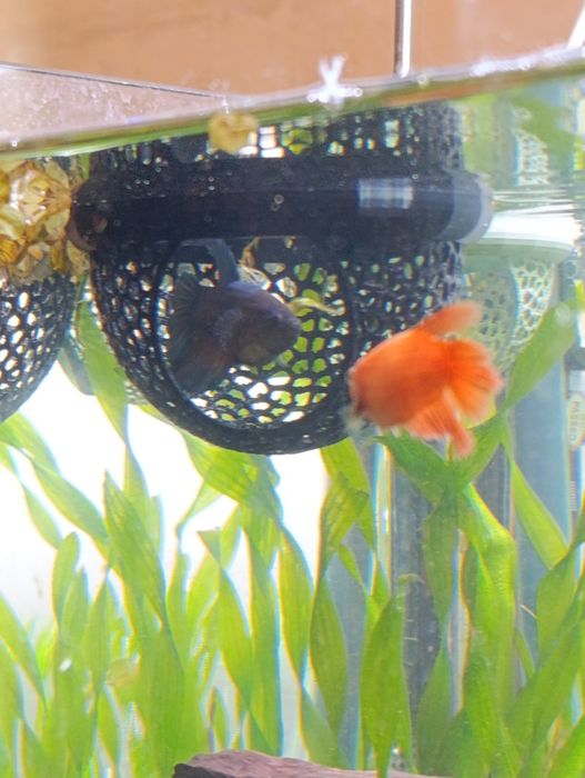 Укрытие для петушка