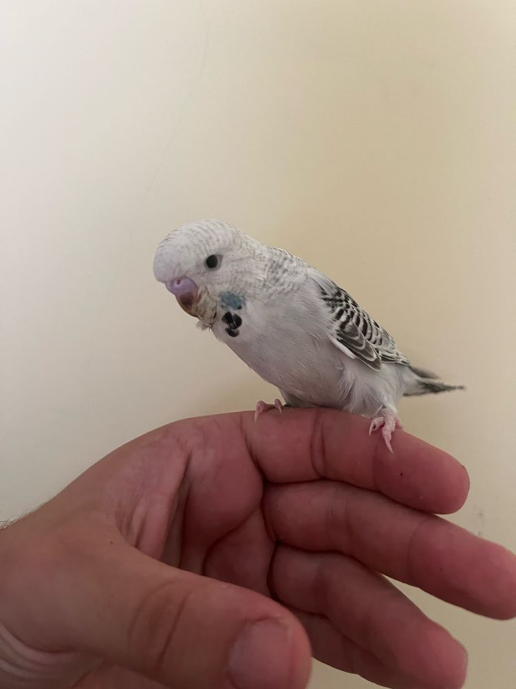 Periquito ingles domesticado