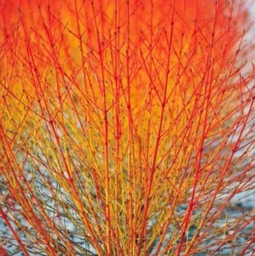 Dereń świdawa MIDWINTER FIRE cornus sanguinea - WYSYŁKA