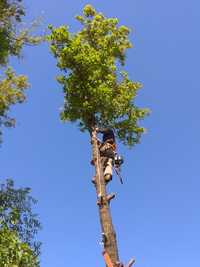 Спил деревьев без вышки альпинистом в Днепре и пригороде