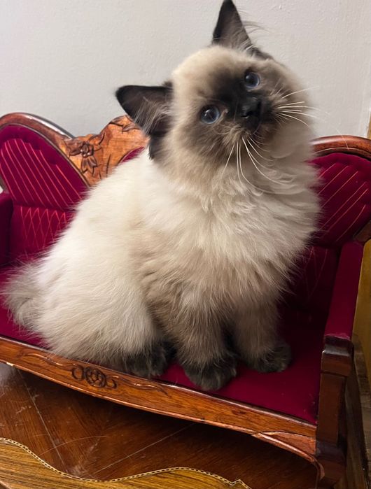 Ragdoll kotka Aisha