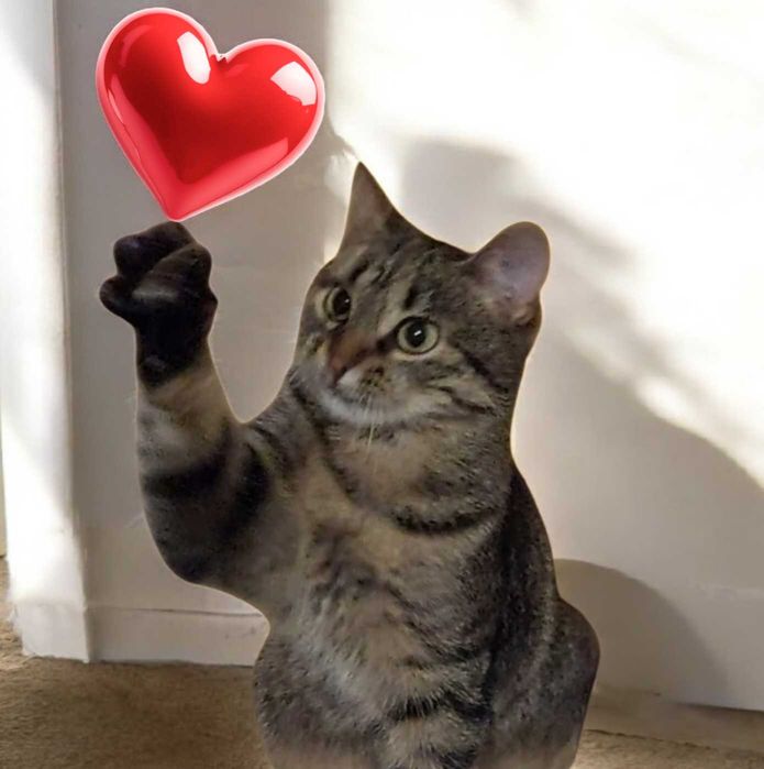 Маленька киця Марселька шукає дім та люблячу сім'ю