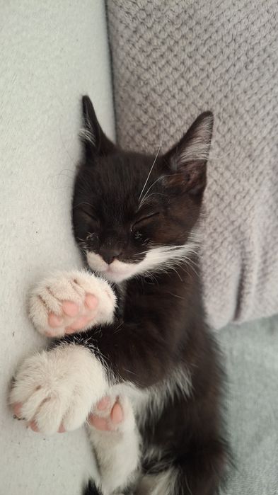 Oddam kotka w dobre ręce kotek szuka kochającego domku