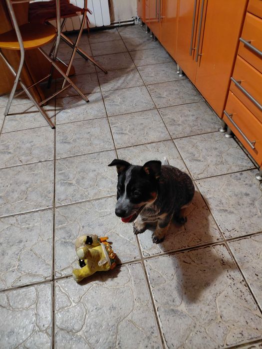 Suczka Australian Cattle Dog