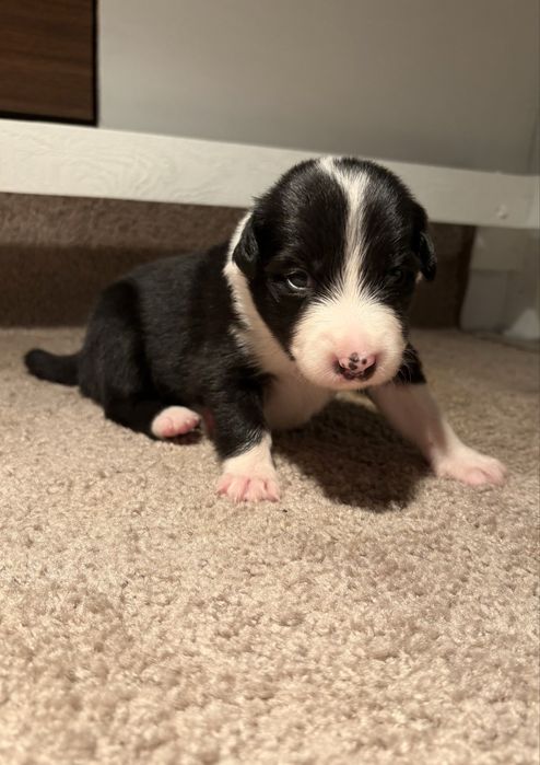 Border Collie - dziewczynka