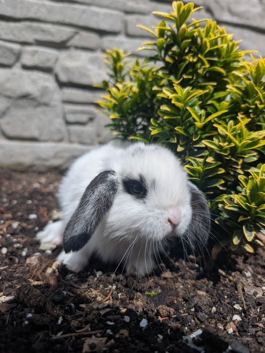 Mini lop, baranek miniaturka, metryka