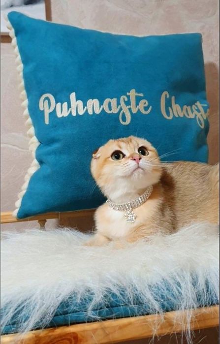 Золотий шотландський вислоухий котик фолд