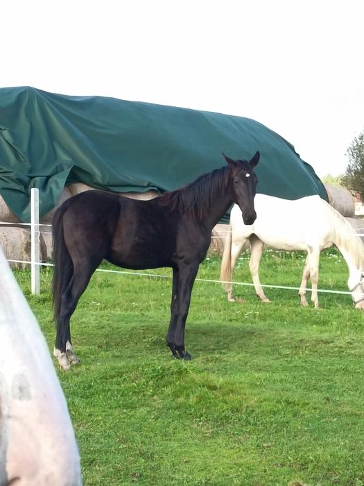 Ogier Gribaldi/Secret/ Vivaldi rocznik 2024