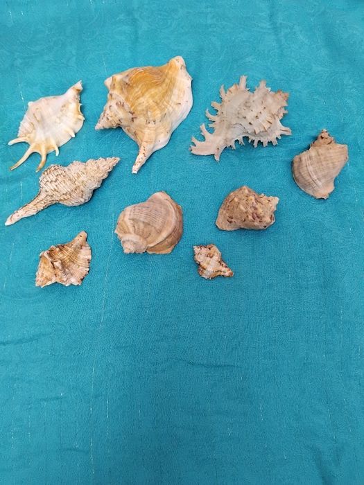 Морские ракушки и стеклянные камушки