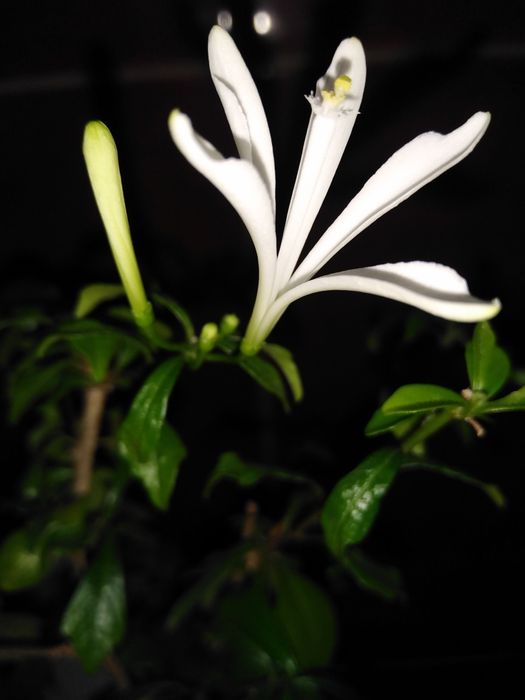 Мімоза жовта, тілландсія атмосферна,турея,олеандр, стреліція ,шефлера