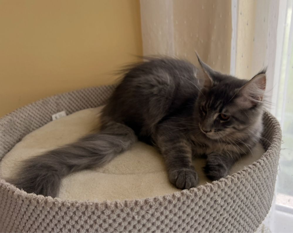 Śliczna niebieska pręgowana kotka Maine Coon