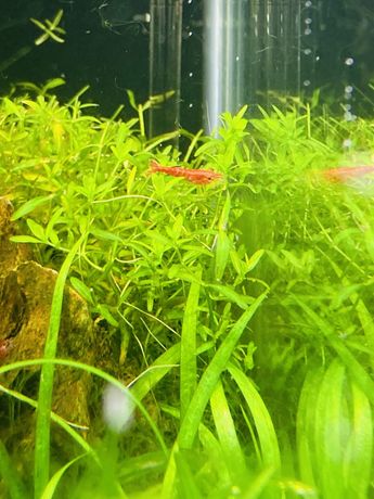 Camarão Red cherry (shrimp)