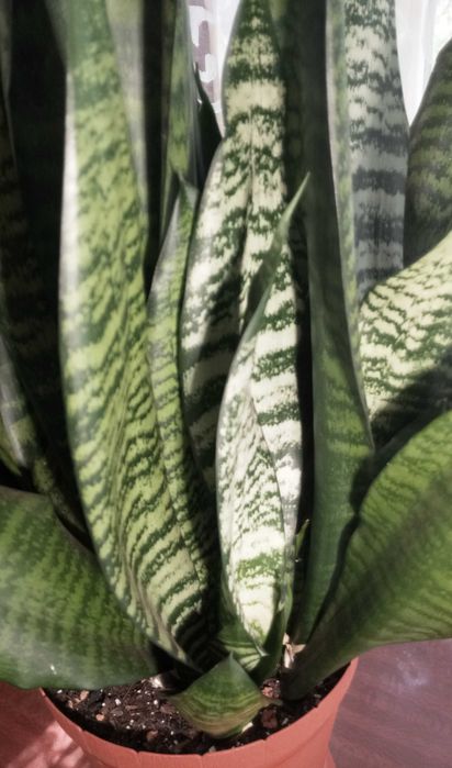 Сансевиерия Зейланика (Sansevieria Zeylaniсa)