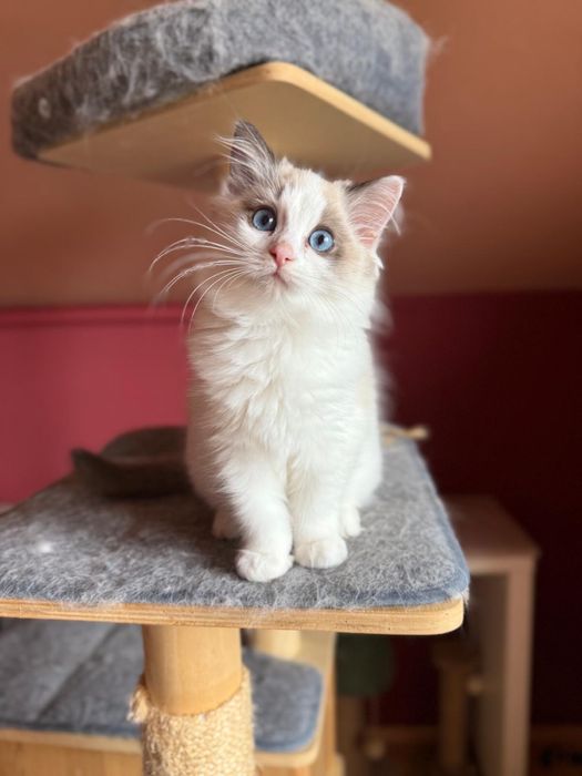 Ragdoll kotek Urwis kocurek