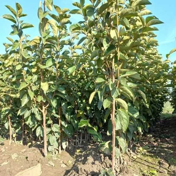 Саджанці хурми, ківі, інжир, актинідії, гранат, мигдаль,мушмула,фундук